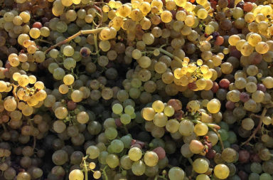 Winetasting Wittmann